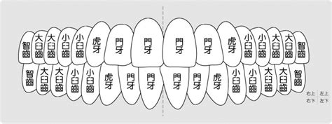 門牙大小|對於牙齒介紹你認識多少？認識牙齒以及牙齒構造｜快 